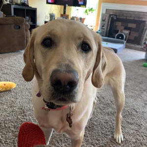 Fundraising Page: Dana Scrutchen